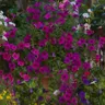 Petunia ogrodowa Kaskada czerwono - purpurowa 0,02g nasiona LUX