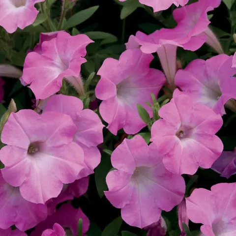 Petunia ogrodowa Kaskada różowa 0,02g nasiona LUX