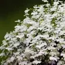 Lobelia przylądkowa Stroiczka biała nasiona 0,1g