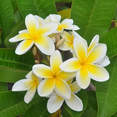 Plumeria Hawajskie Kwiaty nasiona