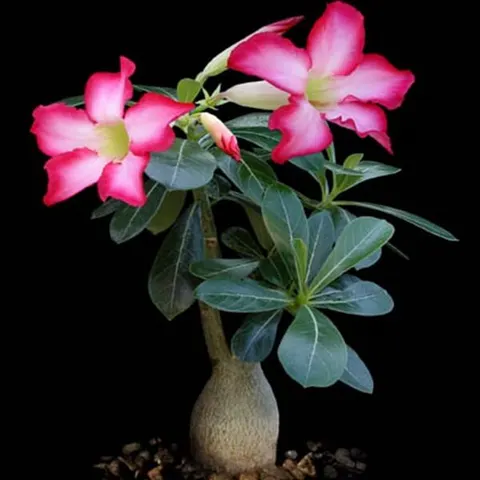 Adenium Mini Baobab - Róża Pustyni nasiona