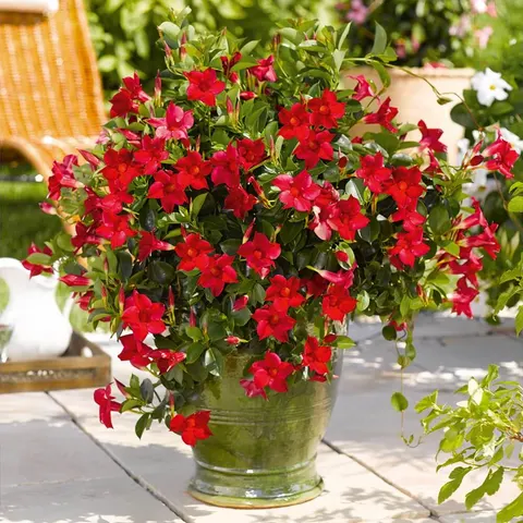 Sundaville pnącze CLASSIC RED sadzonka C1