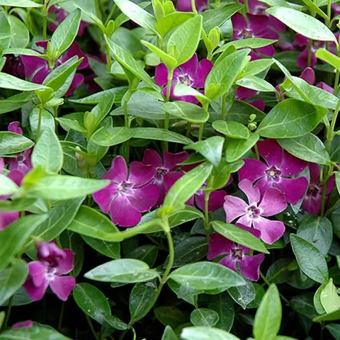 Barwinek pospolity Atropurpurea sadzonka