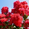 Lagerstroemia Czerwona Kwitnie 120 Dni 4 letnia sadzonka XL-C5