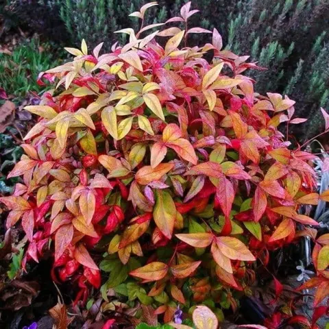 Nandina domestica Fire Power Niebiański Bambus XL-C5