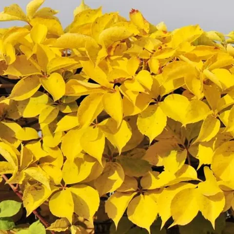 Winobluszcz Pięciolistkowy Yellow Wall sadzonka
