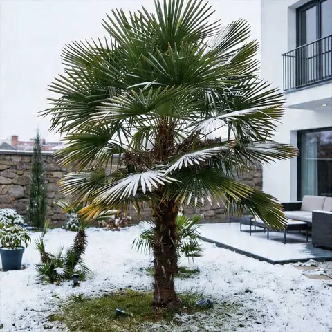 Palma mrozoodporna (Trachycarpus fortunei) C2