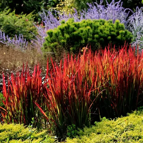 Imperata Red Baron Czerwona Trawa sadzonka P9