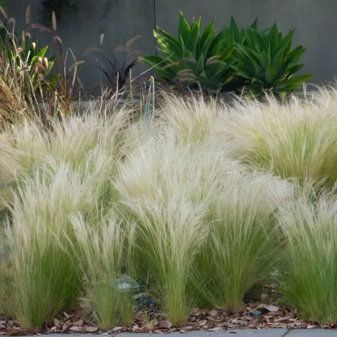 Ostnica Mocna Pony Tails (Stipa) sadzonka
