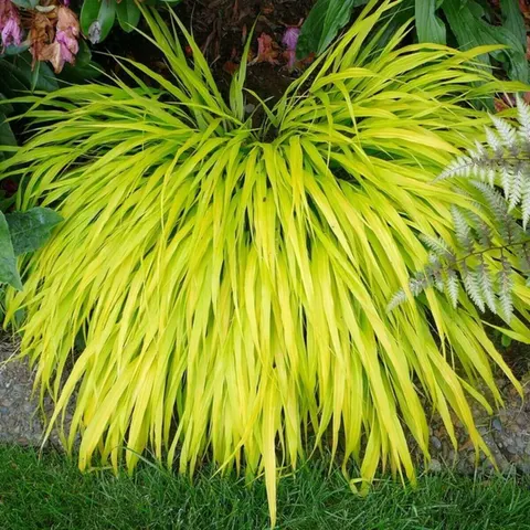 Hakonechloa Smukła All Gold sadzonka