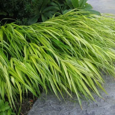 Hakonechloa Macra Aureola bambusowa trawa sadzonka
