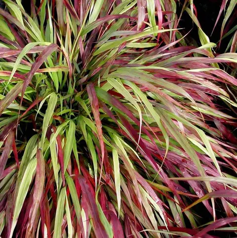 Hakonechloa Macra Beni Kaze bambusowa trawa sadzonka