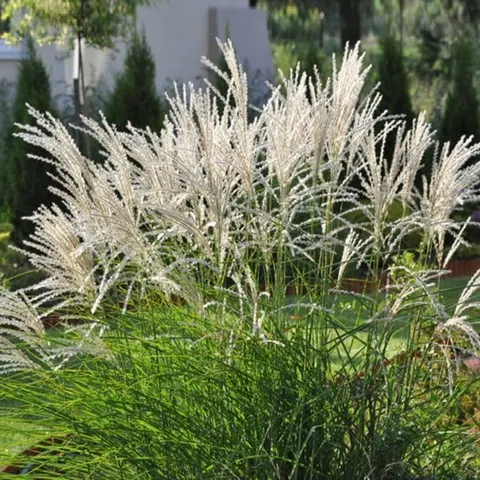 Miskant Kleine Silberspinne sadzonka C2