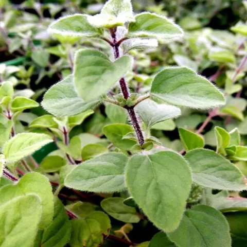 Oregano pospolite sadzonka