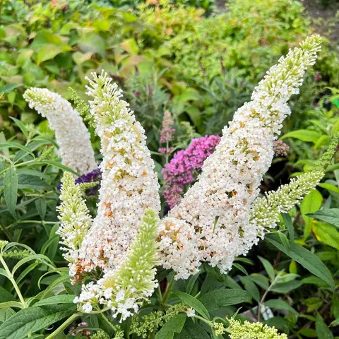 Budleja davidii WHITE PROFUSION sadzonka C2