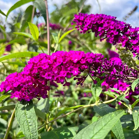 Budleja davidii ROYAL RED sadzonka C2