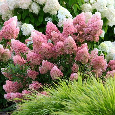 Hortensja bukietowa VANILLE FRAISE ® sadzonka C1/C2