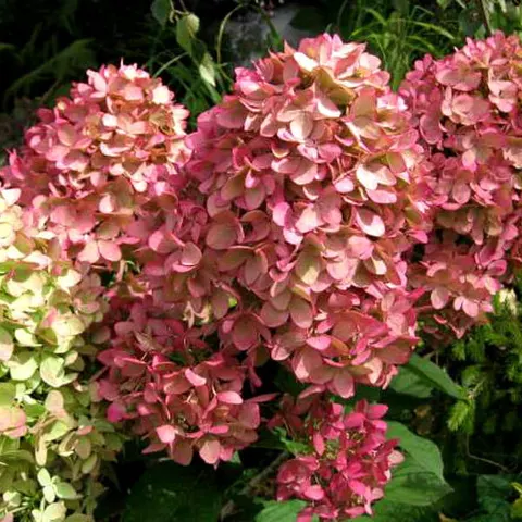 Hortensja bukietowa MAGICAL CANDLE ® sadzonka C2