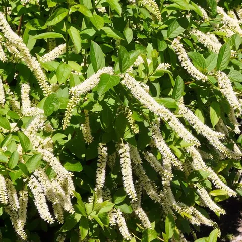 Itea Wirginijska HENRYS GARNET sadzonka