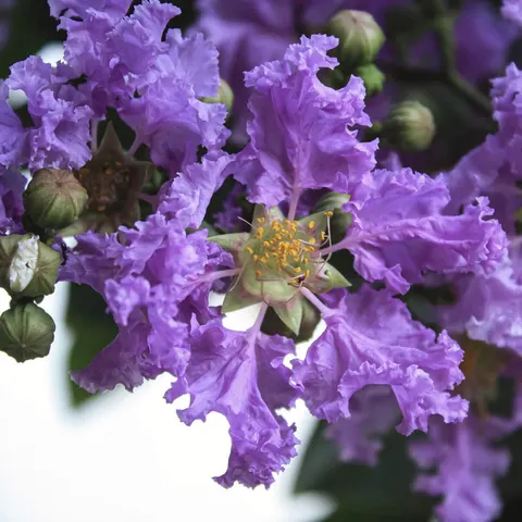 Lagerstroemia PETITE ORCHID kwitnie 120 dni sadzonka C3