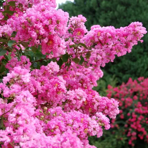 Lagerstroemia PETITE PINK kwitnie 120 dni sadzonka C2