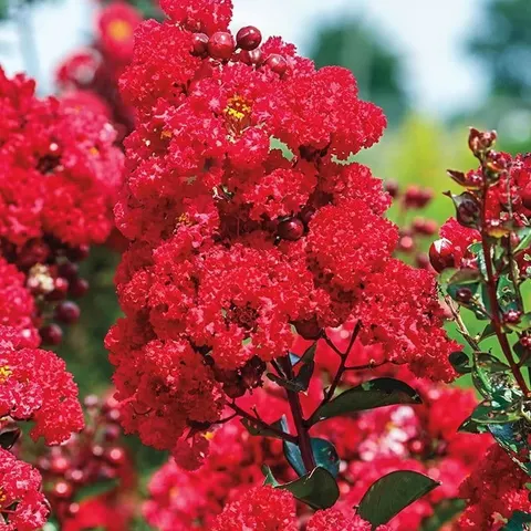 Lagerstroemia RED IMPERATOR kwitnie 120 dni sadzonka C3