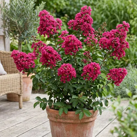 Lagerstroemia TURENNE kwitnie 120 dni sadzonka 4-letnia XL C5