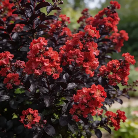 Lagerstroemia BEST RED sadzonka 6 letnia XXL C15