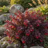 Berberys Thunberga Atropurpurea Nana sadzonka C2