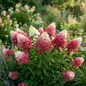 Hortensja bukietowa Pinkachu sadzonka C2
