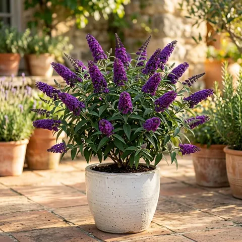 Budleja Dawida Butterfly Candy Little Purple sadzonka C2