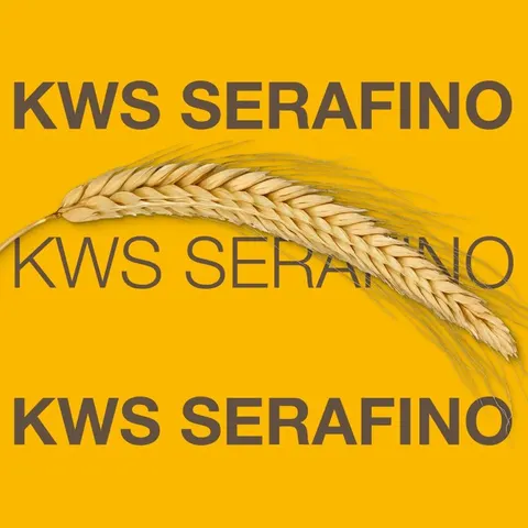 Żyto ozime hybrydowe KWS Serafino F1 – jednostka siewna C1