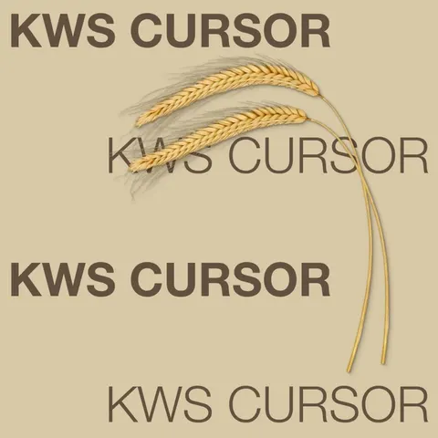 Żyto ozime hybrydowe KWS Cursor F1 – jednostka siewna C1