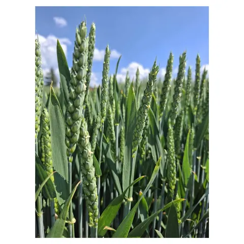 Pszenica ozima Voltage