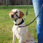 Trixie Szelki treningowe Top Trainer M