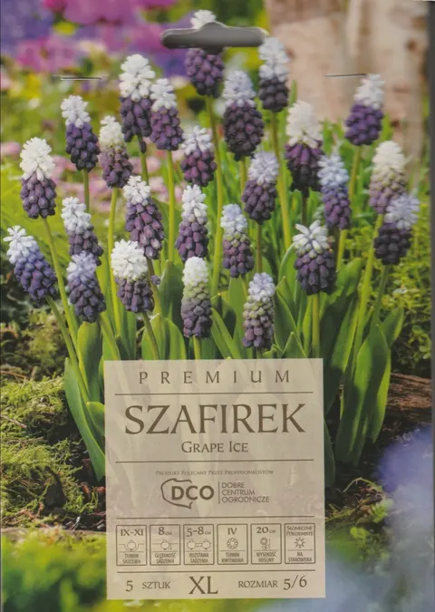 Szafirek Grape Ice fioletowo-biały cebule kwiatowe 5 szt.