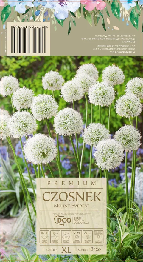 Czosnek ozdobny 'Mount Everest' biały 80 cm cebula kwiatowa 1 szt.