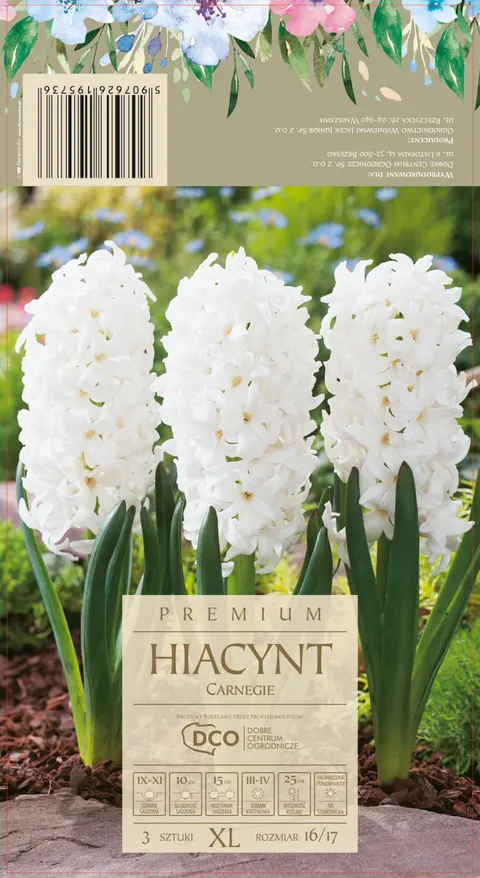Hiacynt Carnegie biały cebule kwiatowe 3 szt.