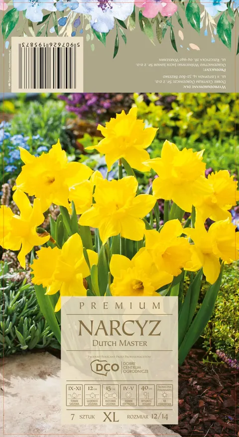 Narcyz 'Dutch Master' - cebule kwiatowe 7 szt.