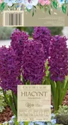 Hiacynt Woodstock purpurowy cebule kwiatowe 3 szt.
