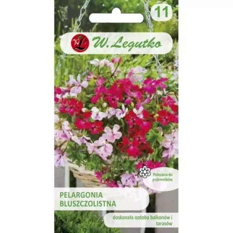 Pelargonia bluszczolistna Speedy F2 mieszanka 5 nasion - W. Legutko