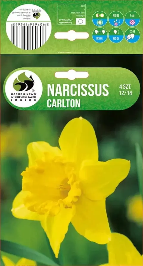 Narcyz Carlton Cebule kwiatowe 4szt.