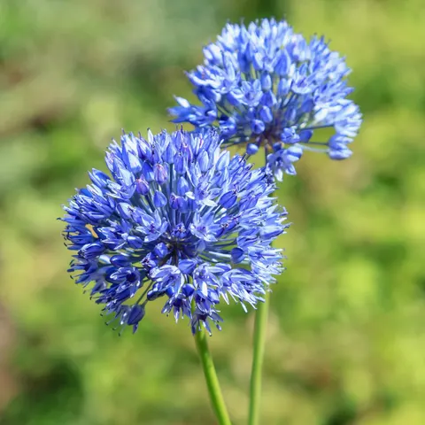 Czosnek błękitny Allium Caeruleum - Cebule kwiatowe 10 szt.