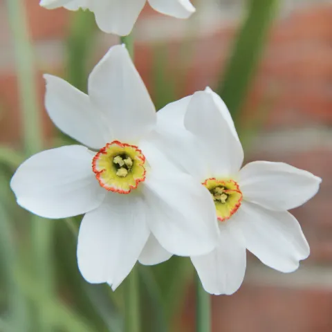 Narcyz Botaniczny Recurvus - cebule kwiatowe 3 szt.