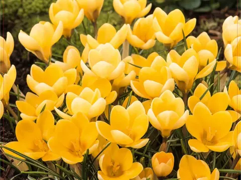 Krokus botaniczny 'Romance' - cebule kwiatowe 20 szt.