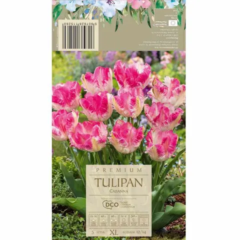 Tulipan Cabanna papuzi 4 szt. cebule kwiatowe