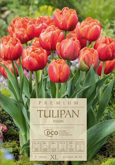 Tulipan pełny 'Icoon' czerwono-pomarańczowy cebule kwiatowe 5 szt.