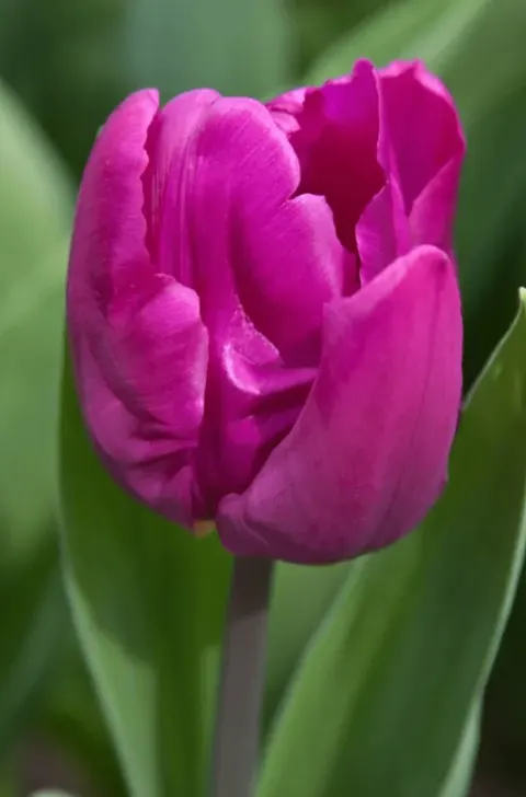 Tulipan 'Purple Prince' - Cebule kwiatowe 5 szt.