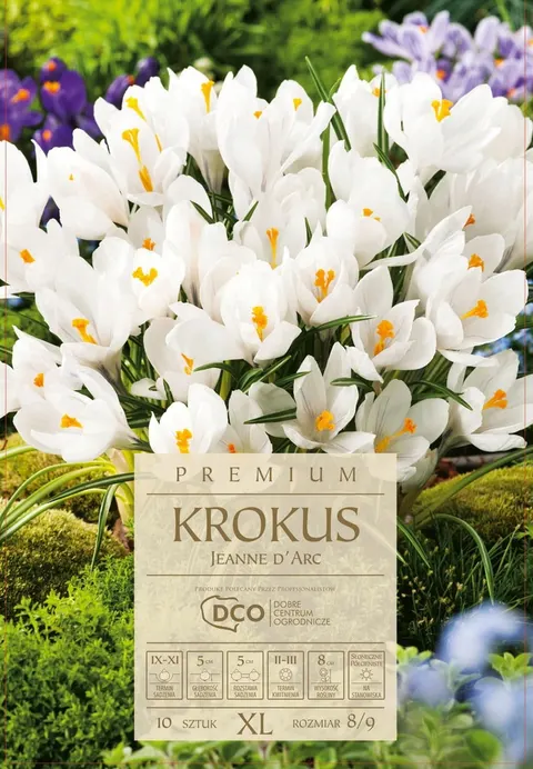 Krokus Jeanne D'Arc biały cebule kwiatowe 10 szt.
