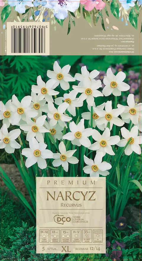 Narcyz 'Recurvus' - Cebule kwiatowe 5 szt.